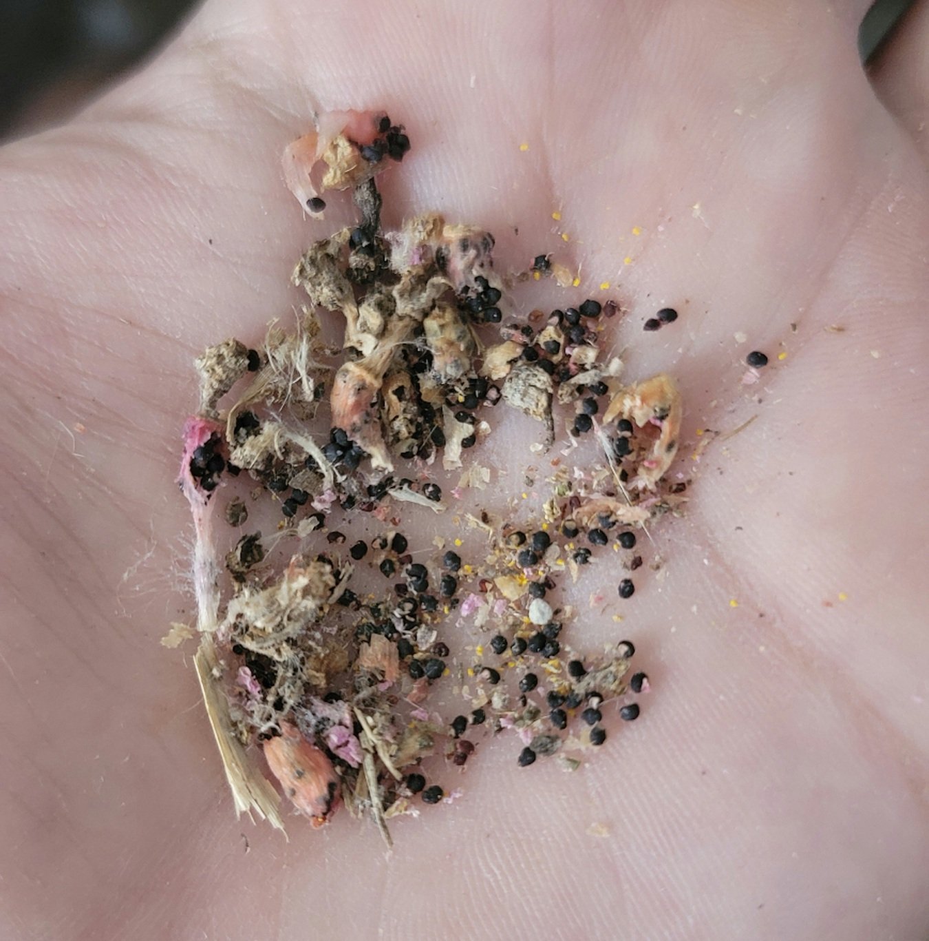 Semillas de peyote 1 Semillas de peyote