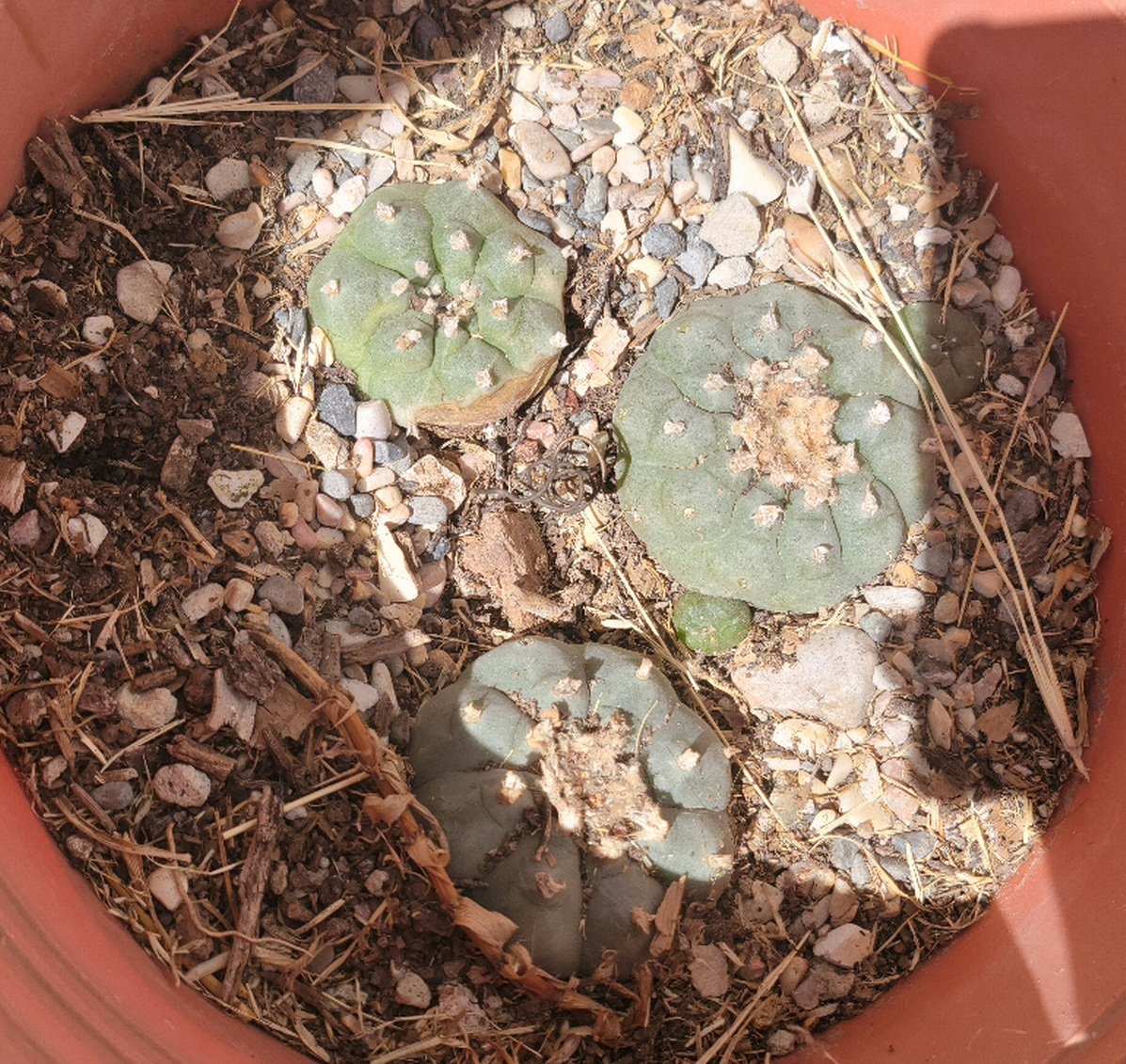 Semillas de peyote 2 Semillas de peyote - Image 2