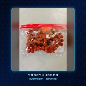 Rudraksha 5 mukhis YoSoYhuasca